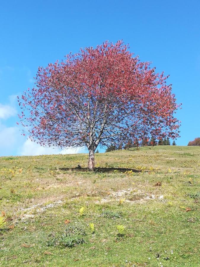 דירות Rateče Zbogar מראה חיצוני תמונה